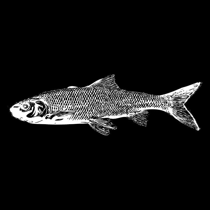 Trout fish