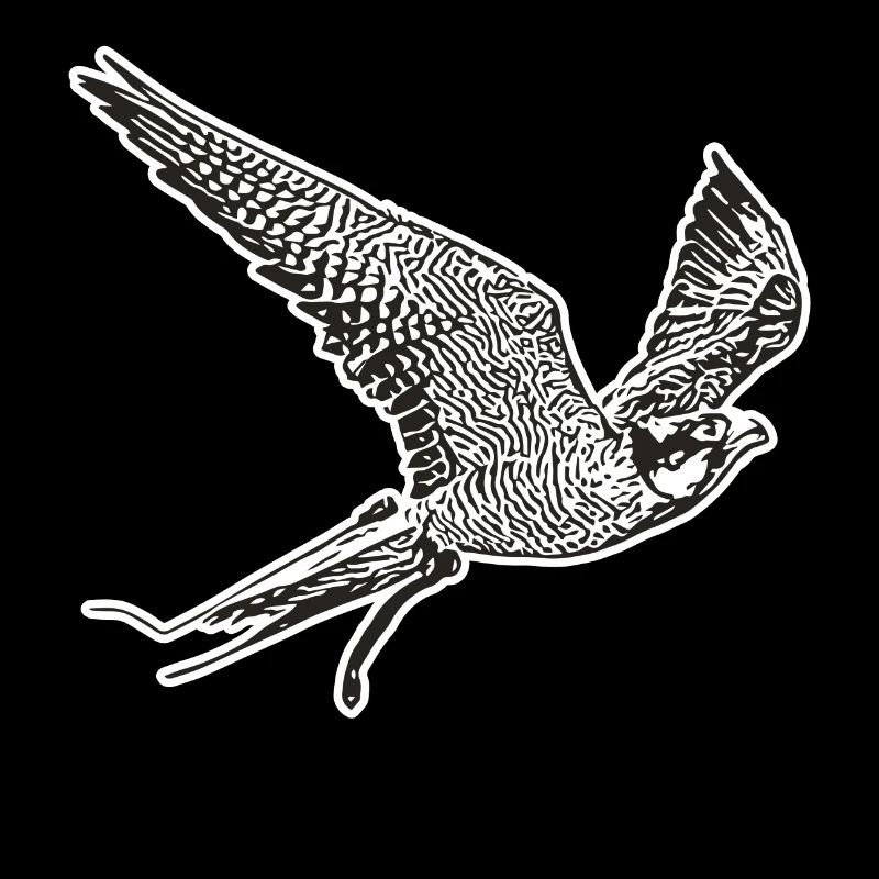 Falke im Flug