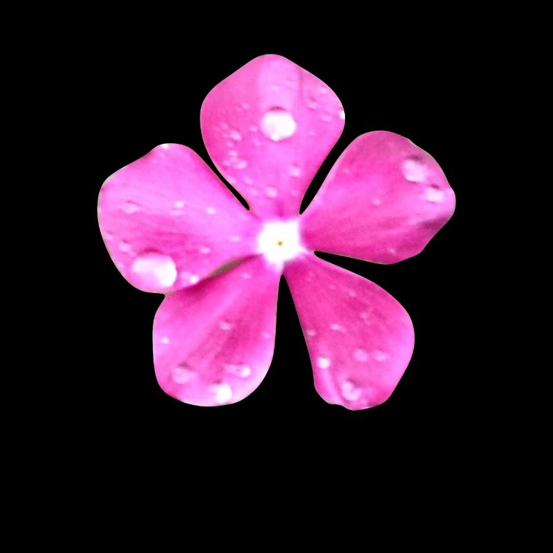 Blume Hippie