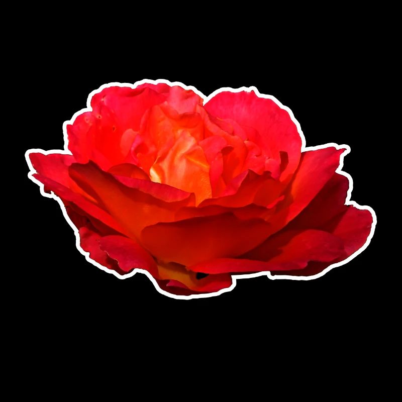 Rote Rose Blume Blüte Geschenk