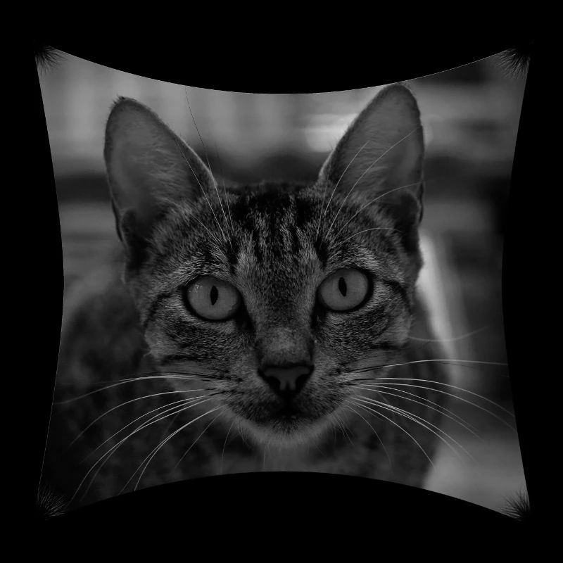 Wild Cat
