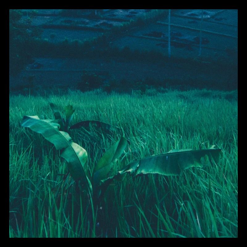 Solitary plant