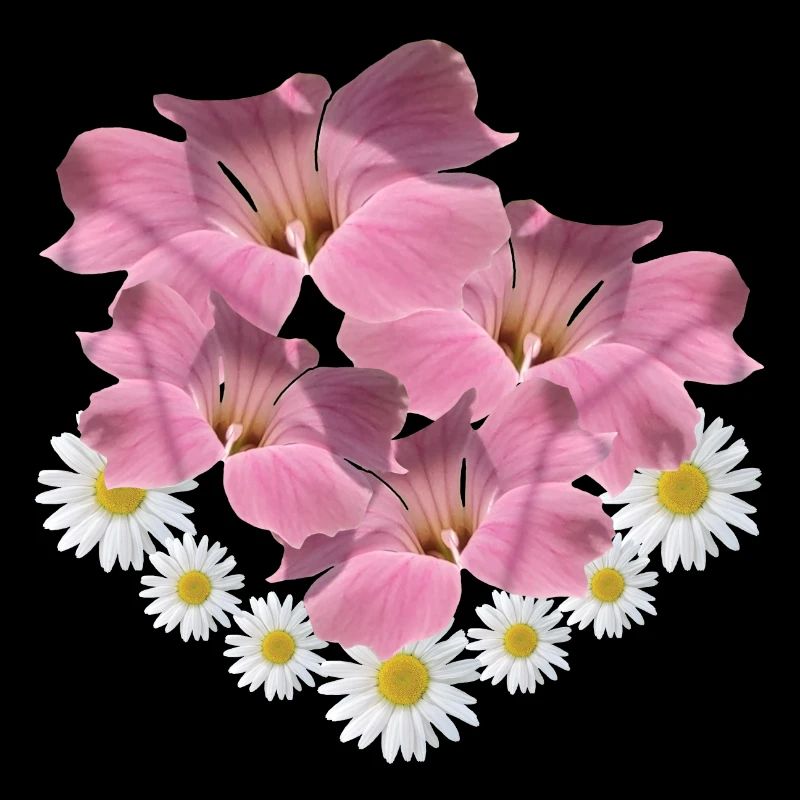 Margerite Blume pink Blumenranke Gänseblümchen
