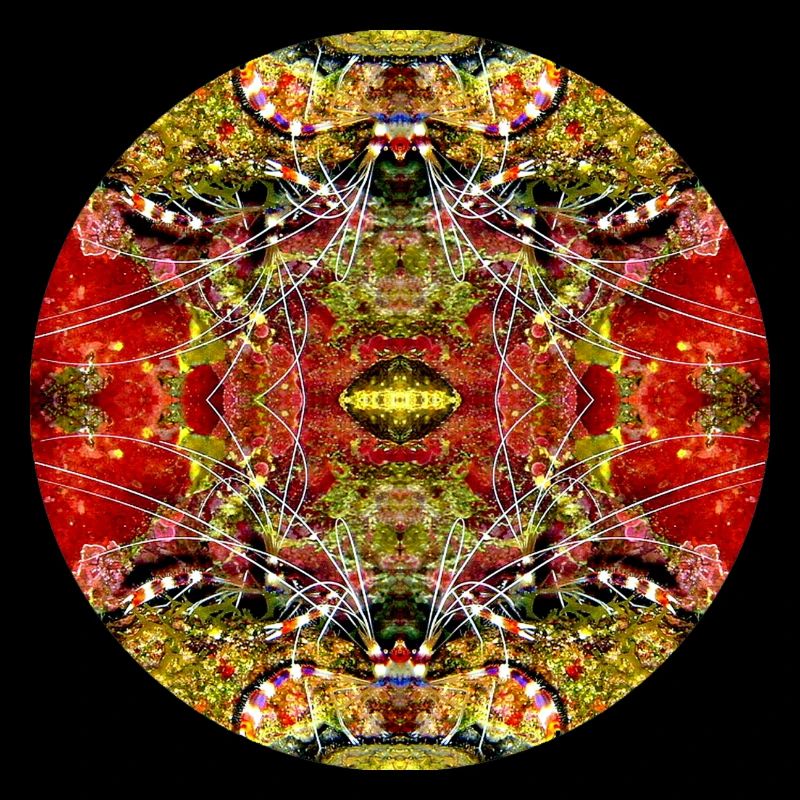 Nature Mandala Underwater Landscape