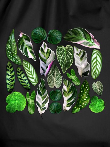 Green leaves