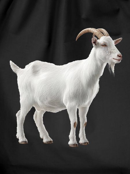 White Mountain Goat Portrait