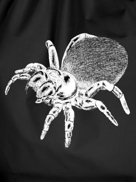 Spiders Vibe Wild Nature