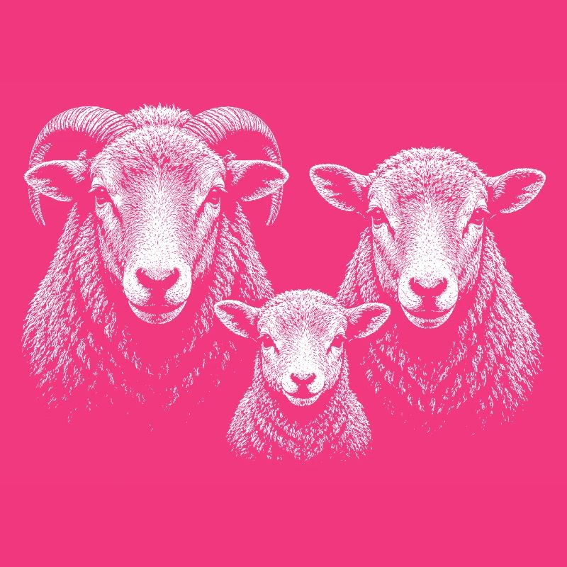 sheep