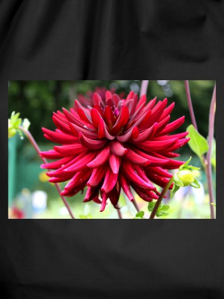Dahlia Red Blossom ,Flower