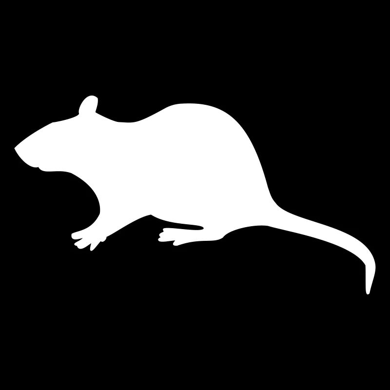 Rat