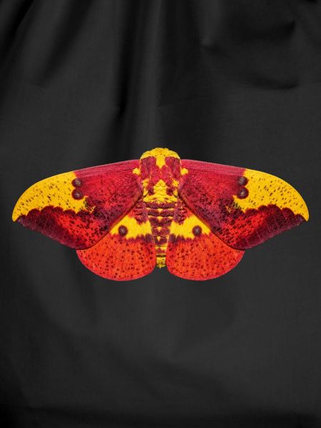 Imperial Moth Eacles imperialis