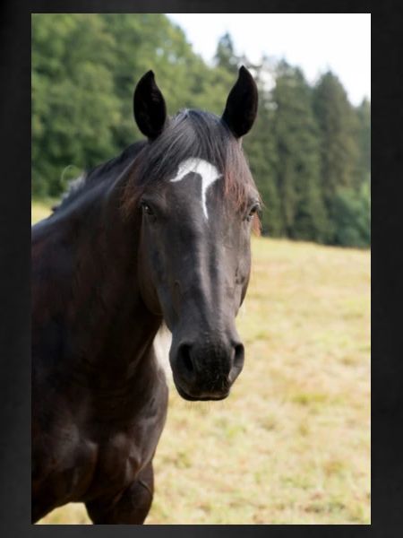 Pferde