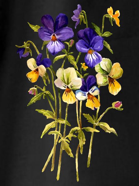 Pansy flowers