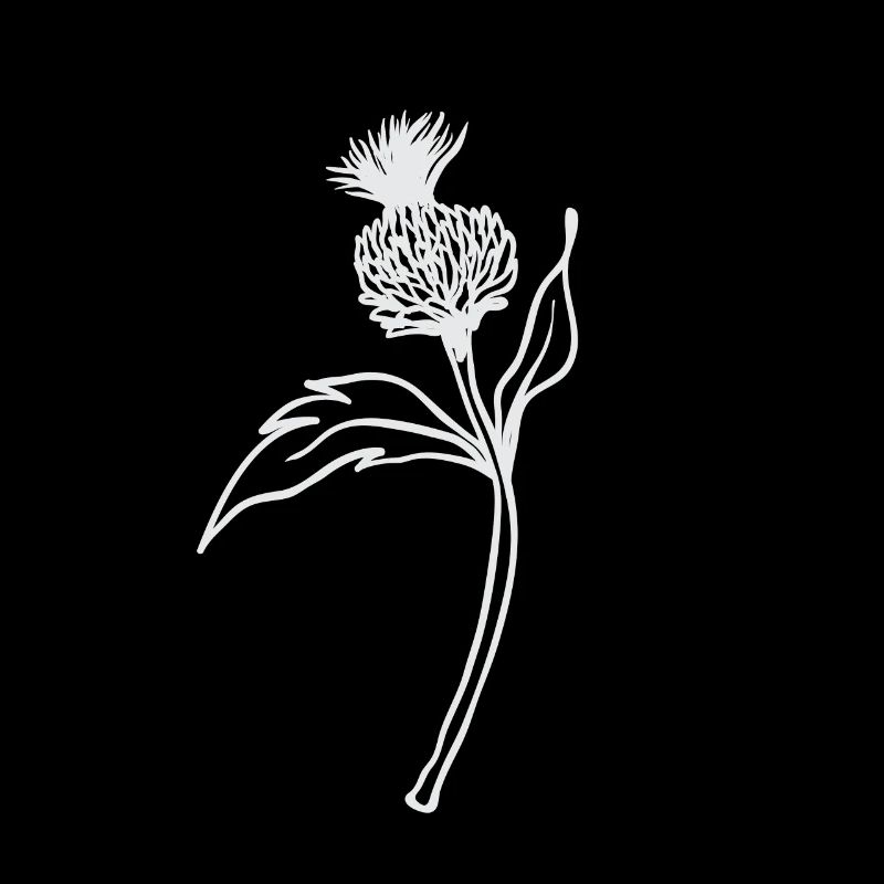 Chardon / Ecosse - fleur sur une tige