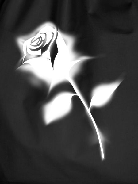 white rose