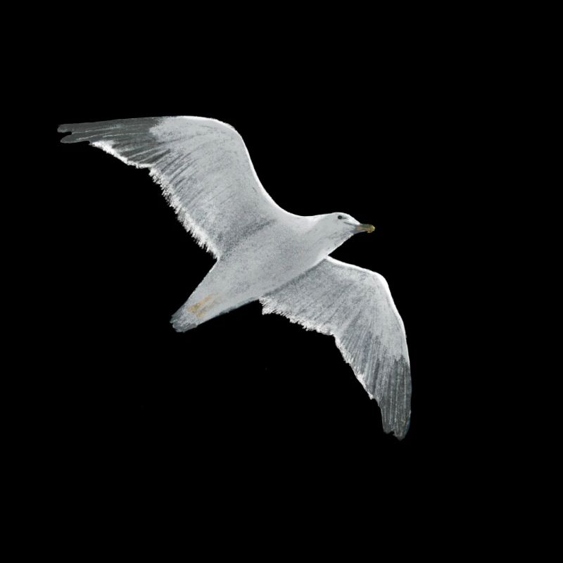 Soaring the seagull