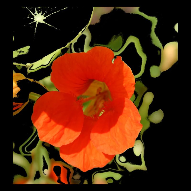 Nasturtium