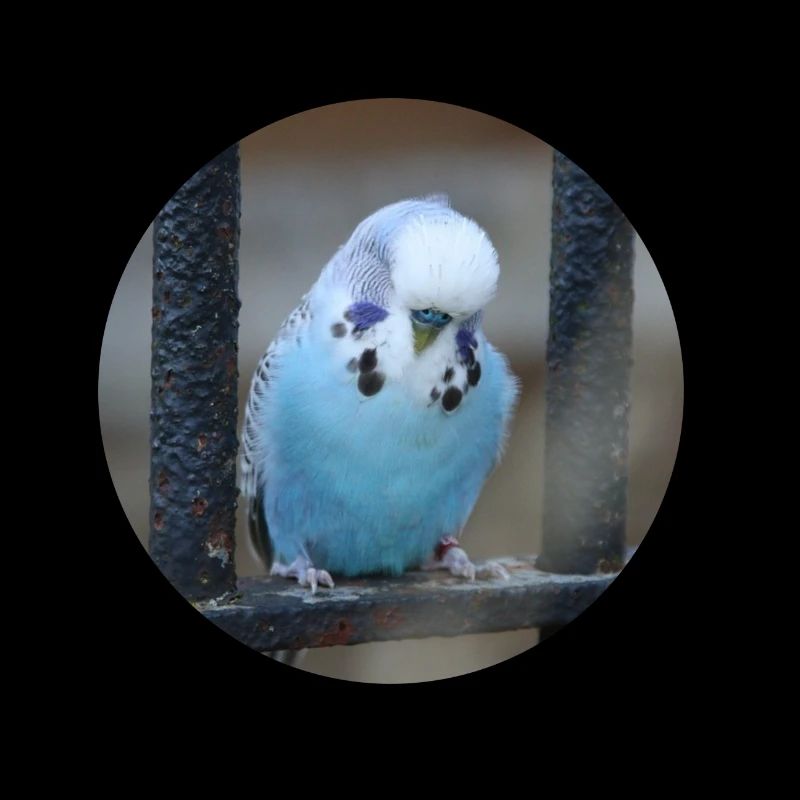 Bourgeons de perruche bleu