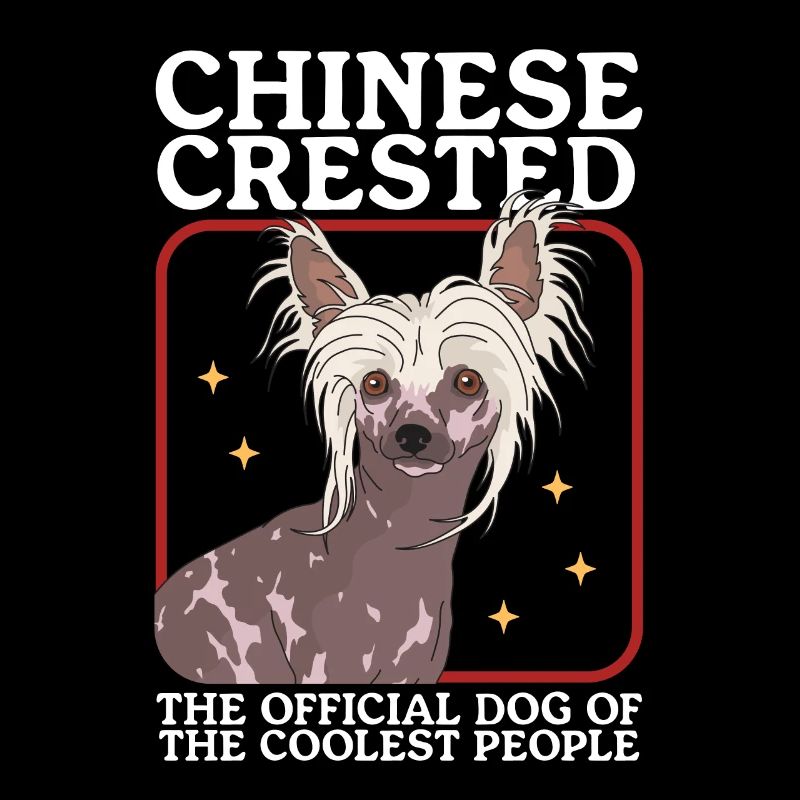 Chinesischer Schopfhund Chinese Crested Geschenk