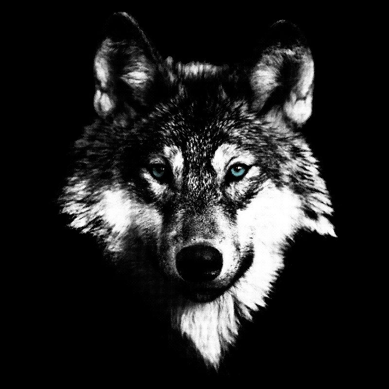 Wolf wolf head
