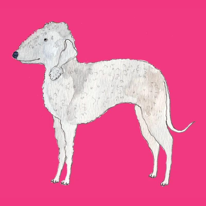 Bedlington Terrier