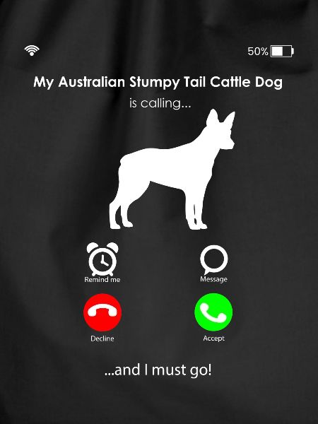 Australian Stumpy Tail Cattle Dog