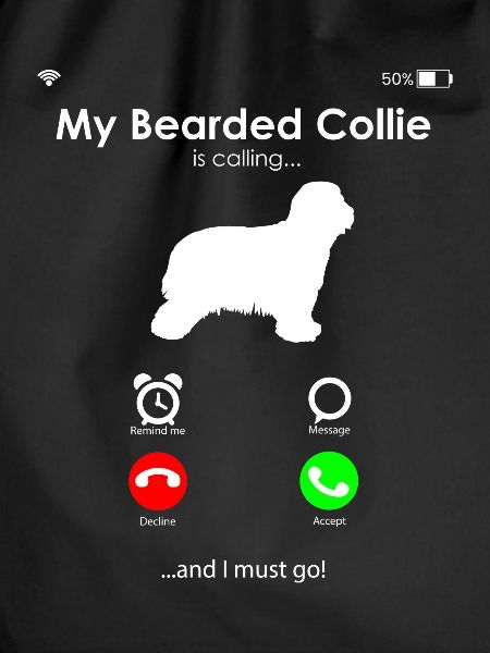 Bearded Collie