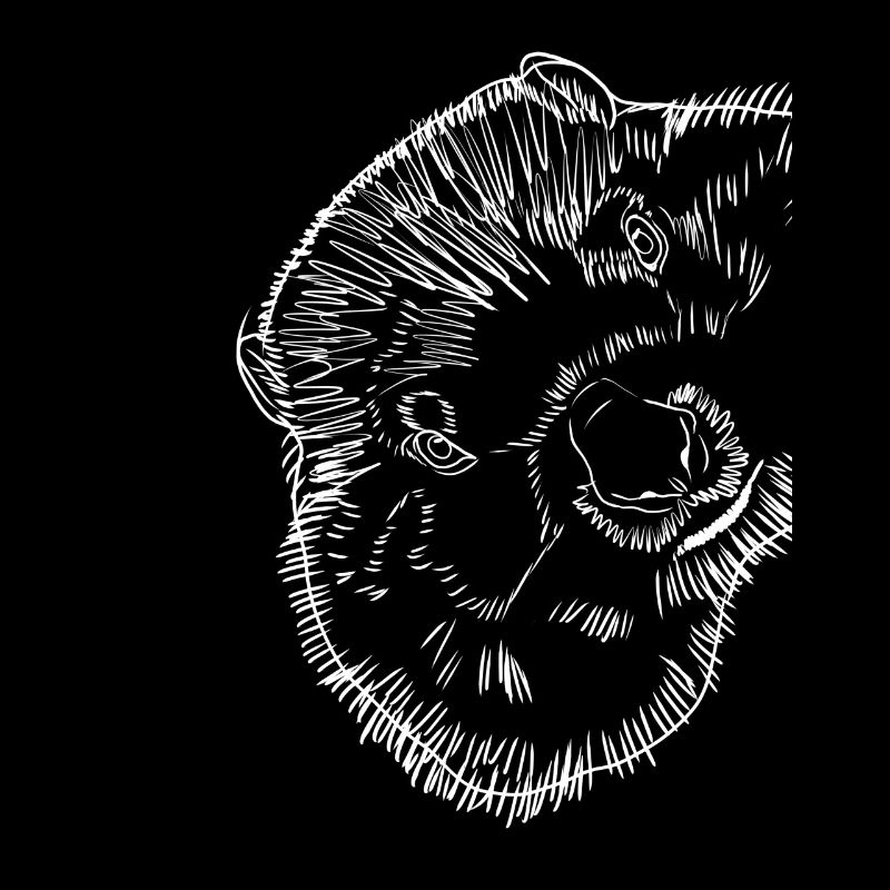 Marmotte