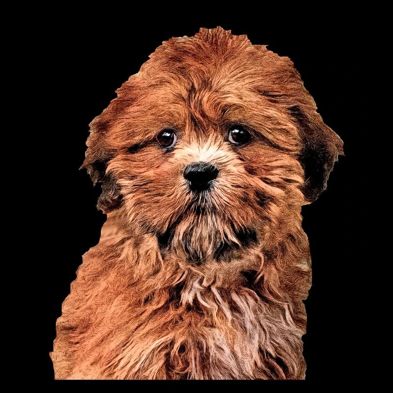Lhasa Apso