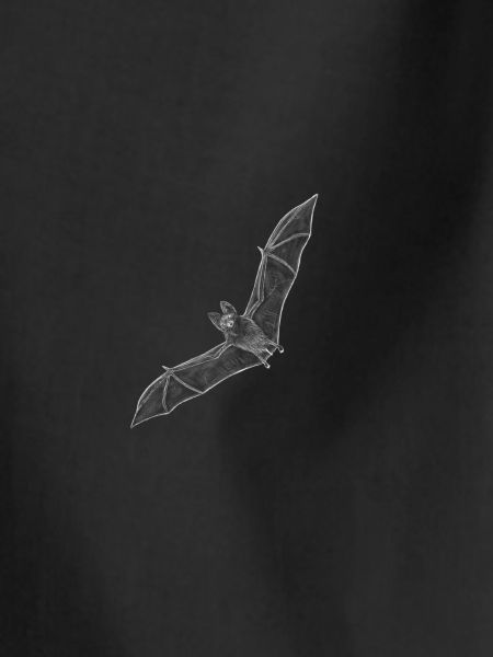 Bat