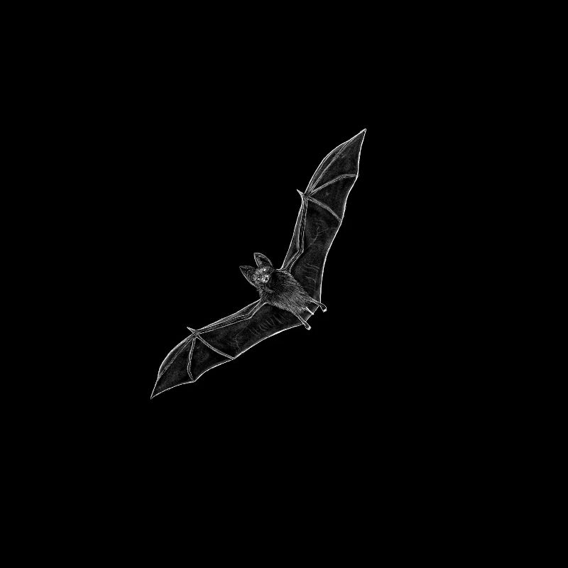 Fledermaus