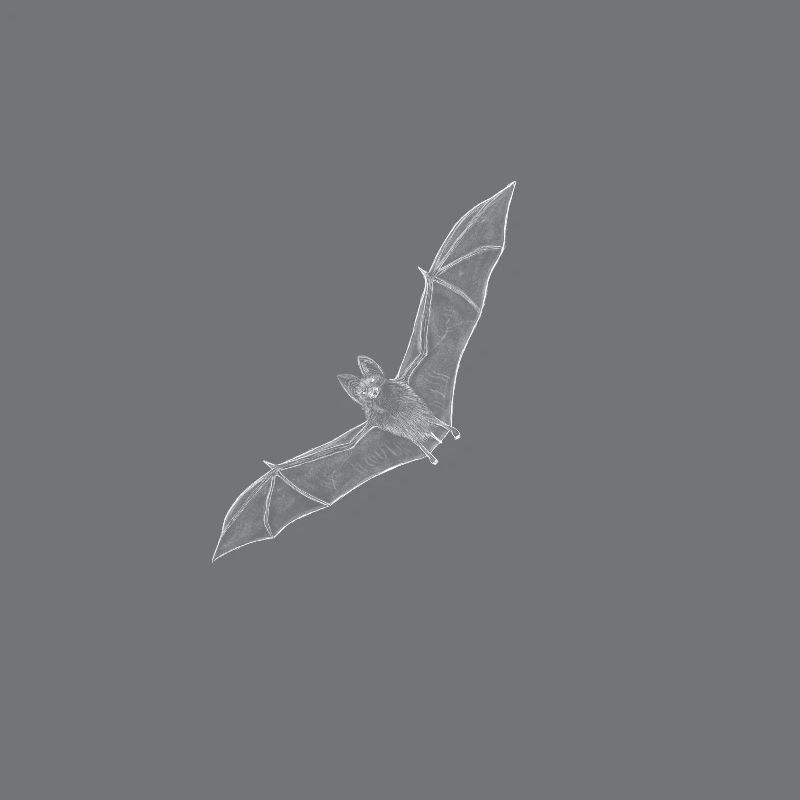 Bat