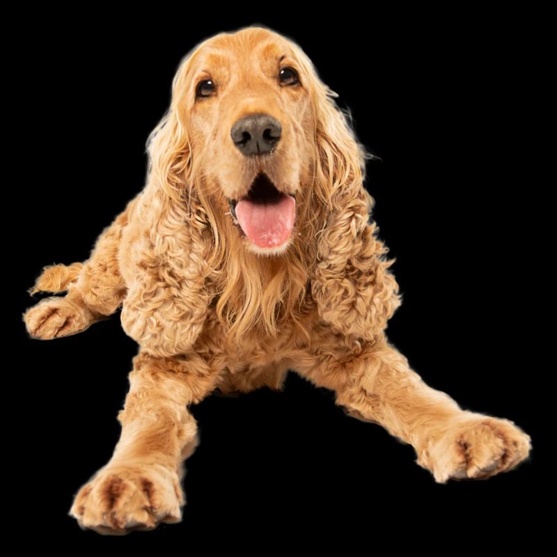 Cocker Spaniel Fotomotiv