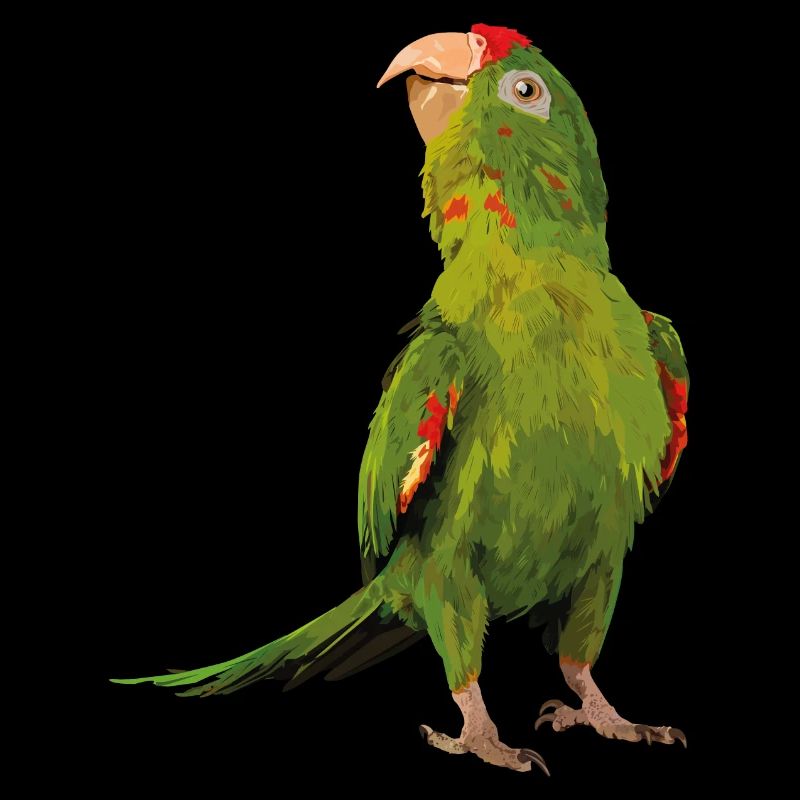 red-fronted parakeet