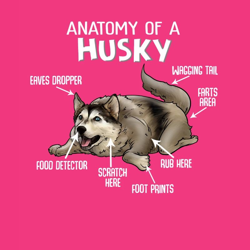 Anatomie eines Husky Hund