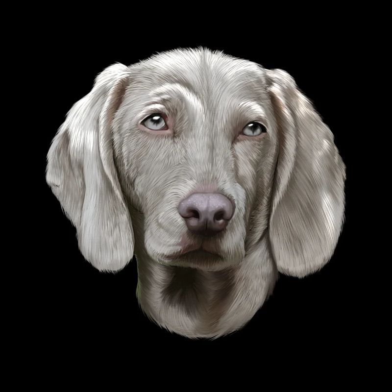 Weimaraner dog