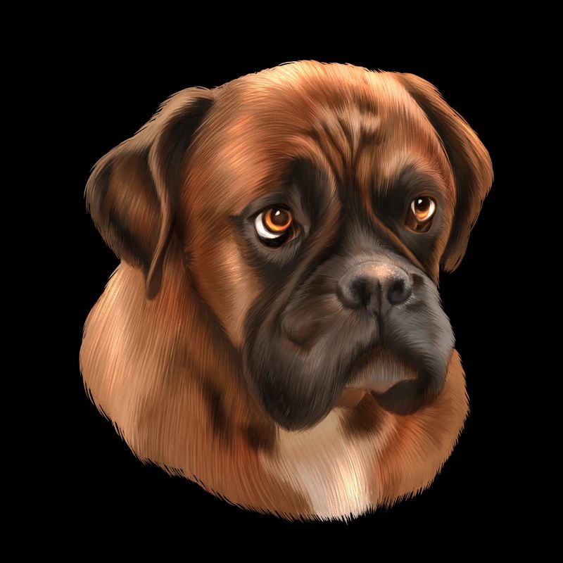 Boxer Hund Hunderasse Geschenk