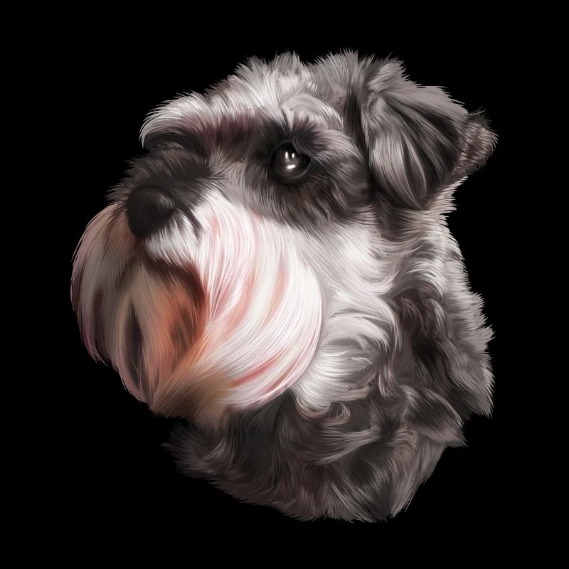 Schnauzer chien schnauzer géant