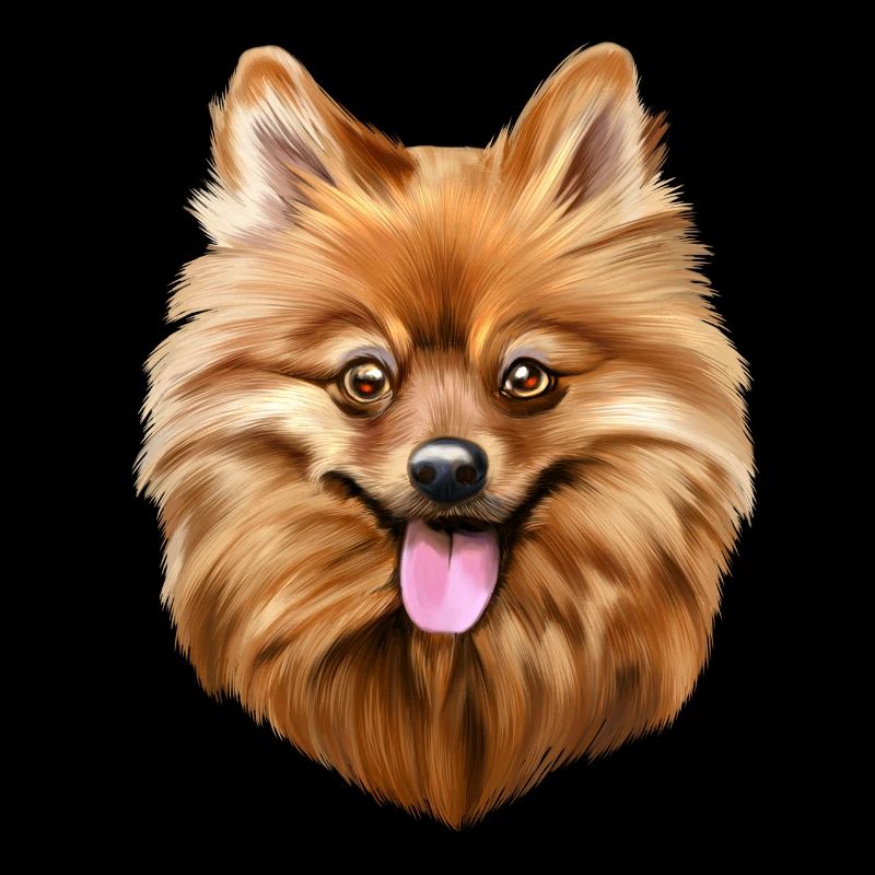Spitz dog
