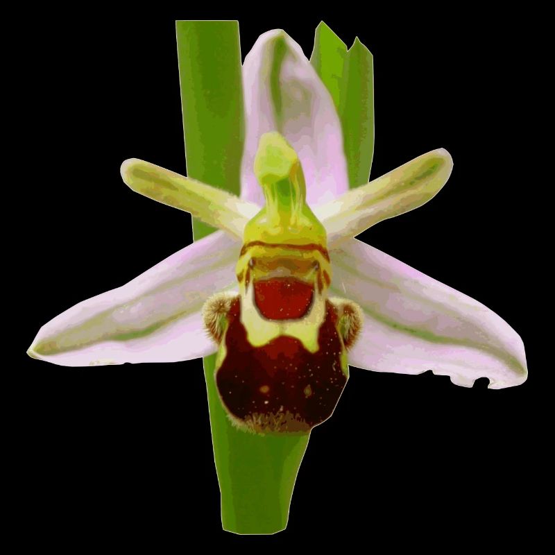Die Bienen Ragwurz ist ein Orchideen Gewächs