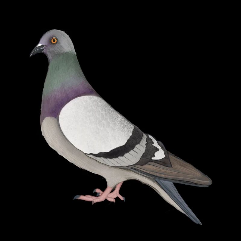 Strassentaube