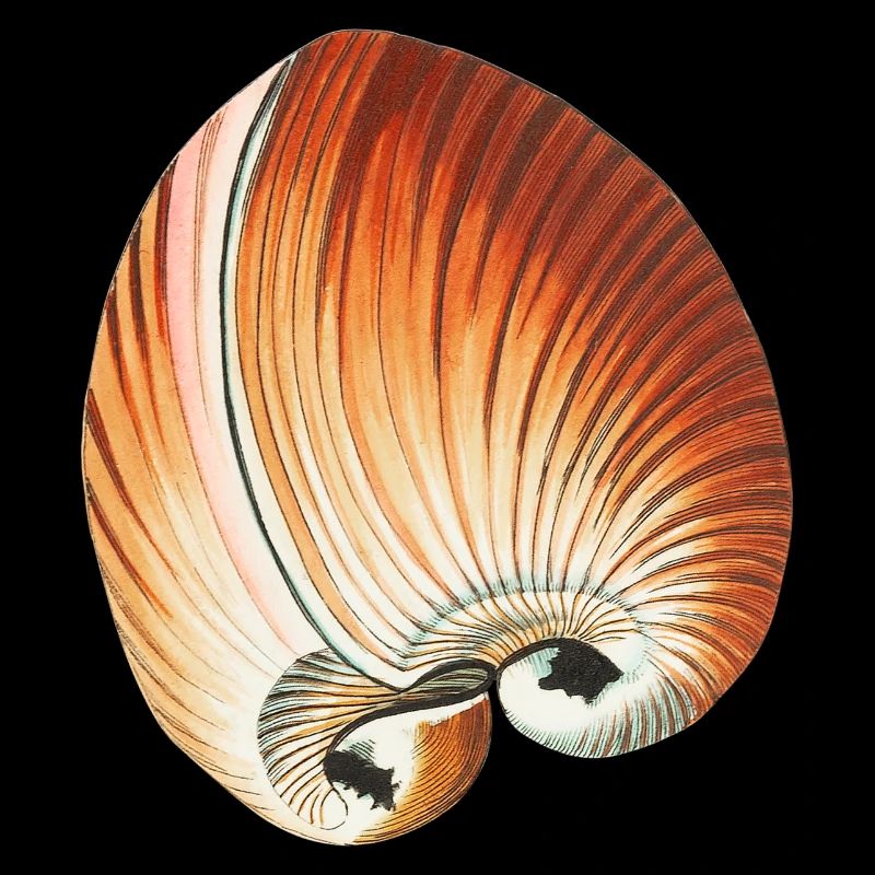 Sandy Seashells