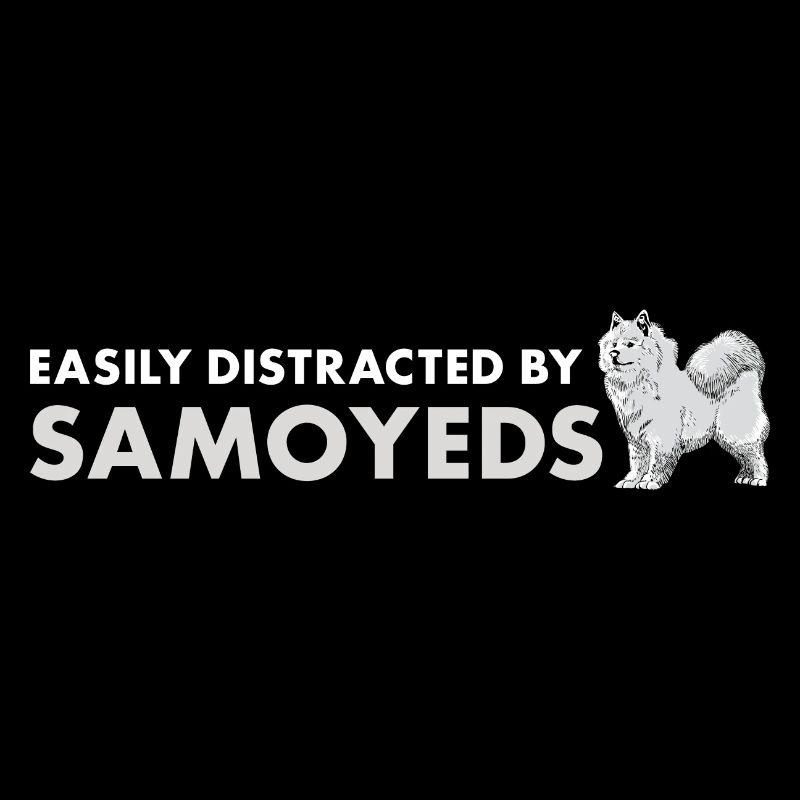 Facilement distrait par le Samoyède