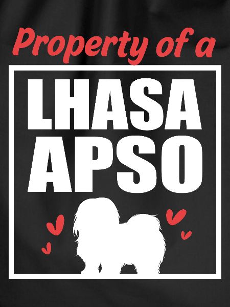 Lhasa Apso Dog