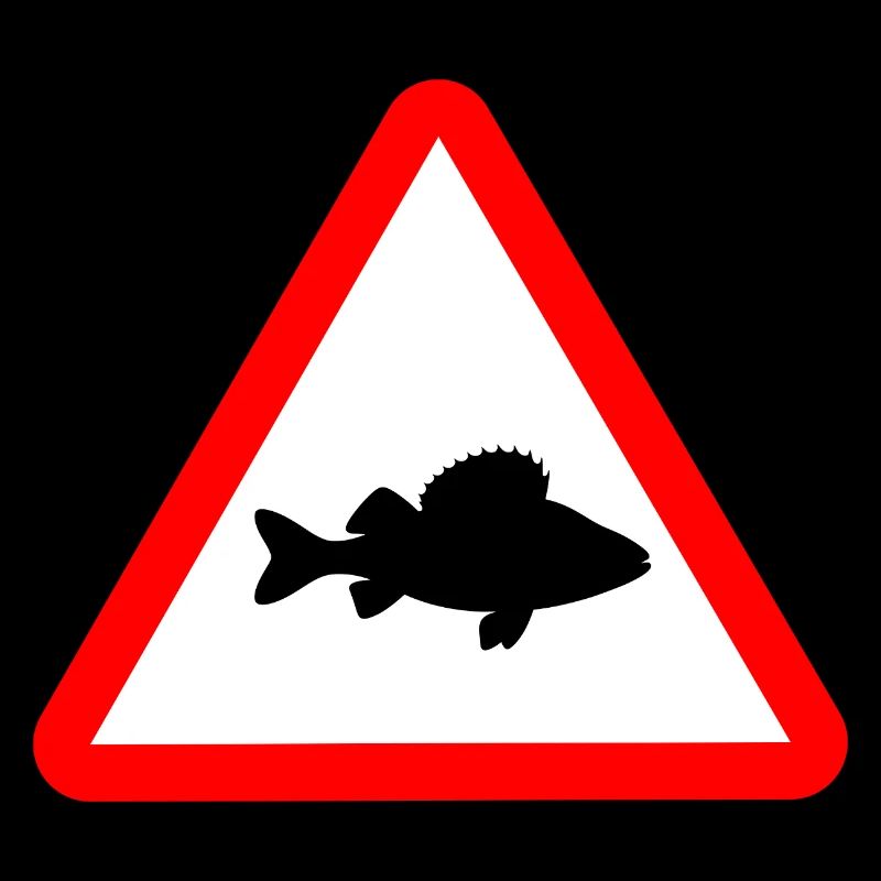 Attention perche Perca fluviatilis Pêche
