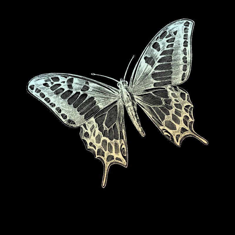 Schwalbenschwanz-Schmetterling