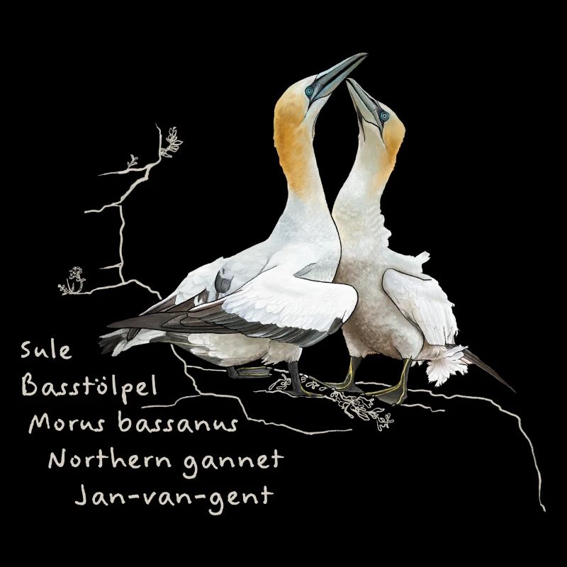 Basstölpel