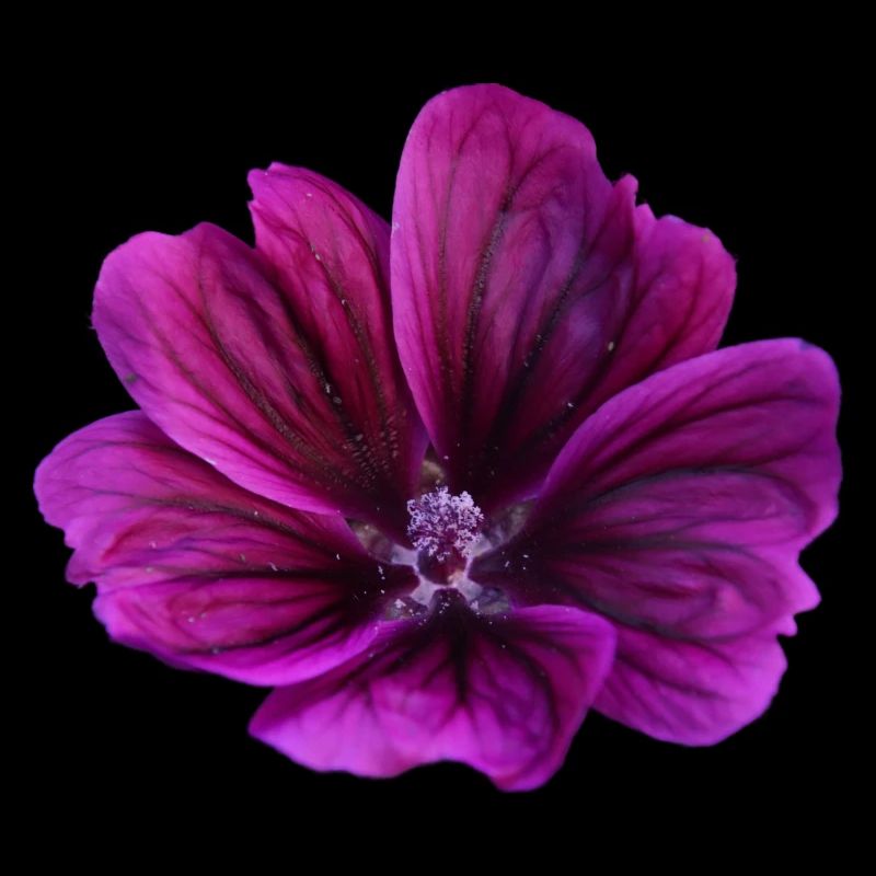Fleur violette de mauve