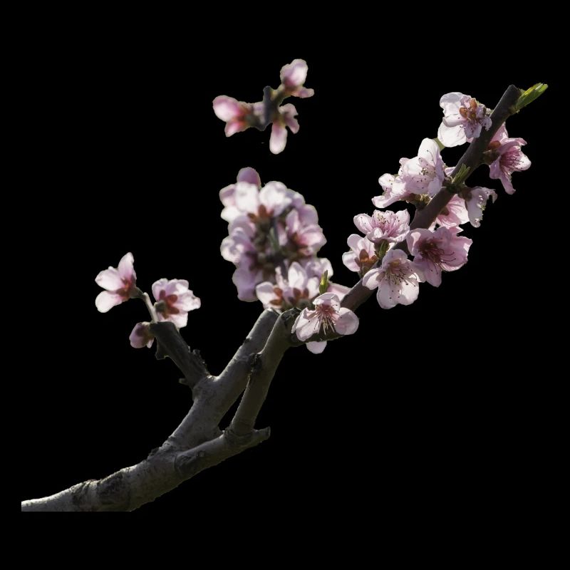 Kirschblüte