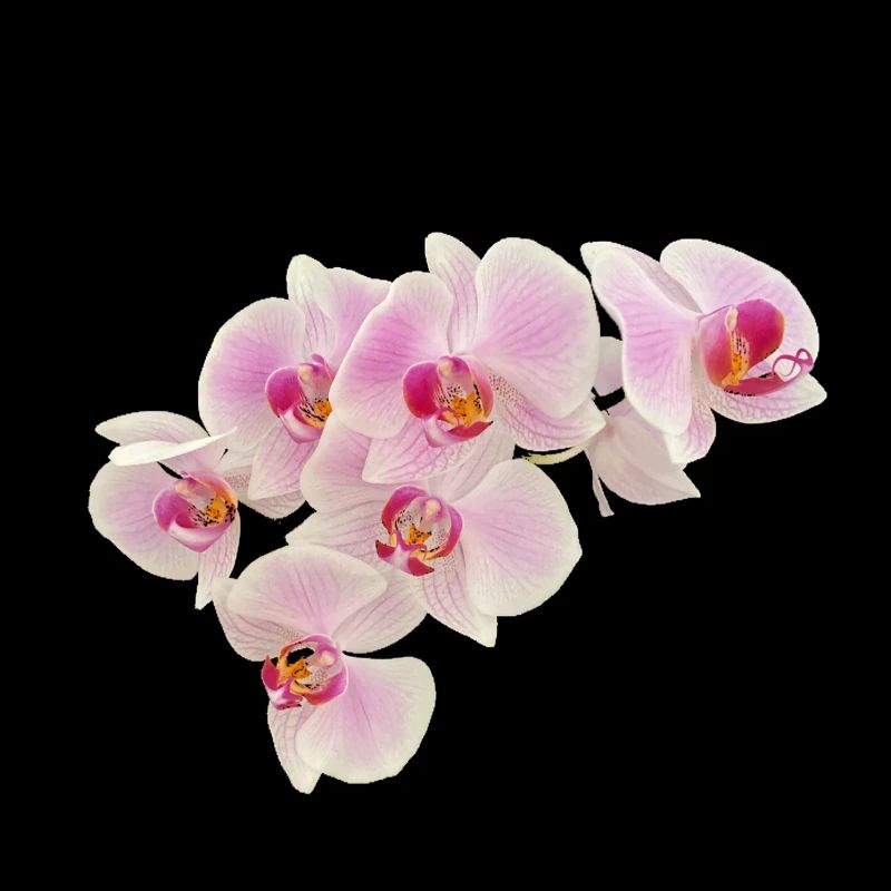 Orchid